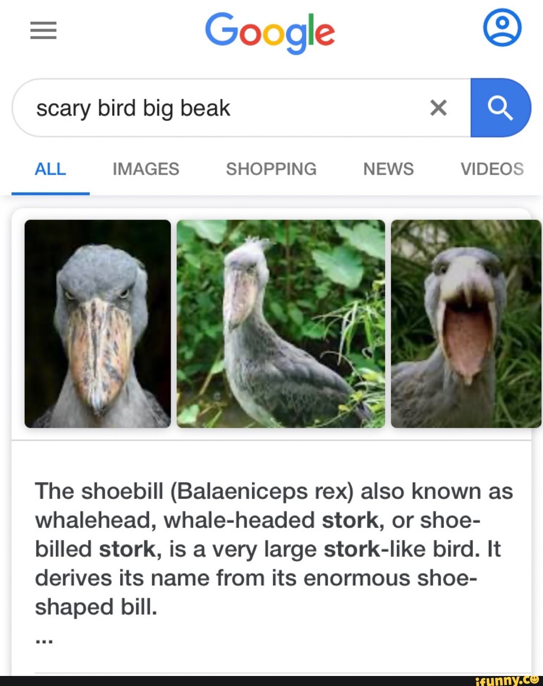 Google O Scary Bird Big Beak X The Shoebill Balaeniceps Rex Also