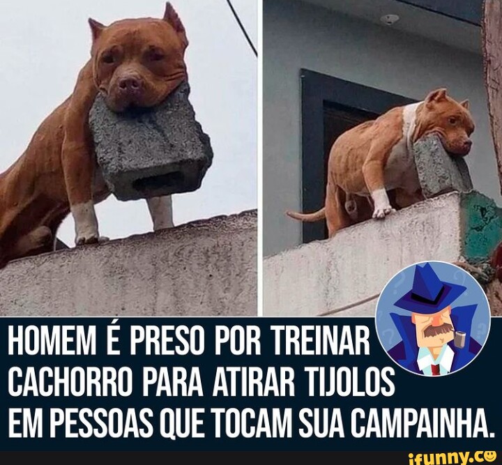 Homem E Preso Por Treinar Cachorro Para Atirar Tijolos Em Pessoas Que