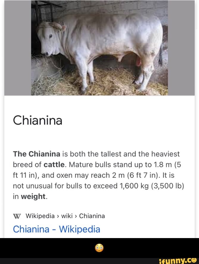 Chianina Memes Best Collection Of Funny Chianina Pictures On IFunny Brazil
