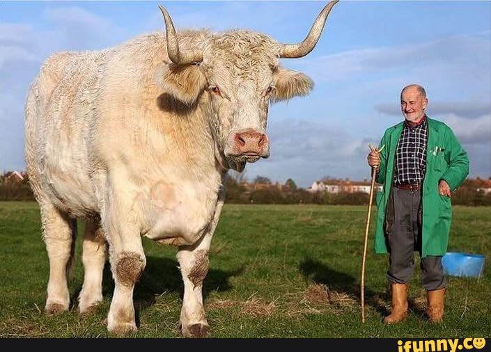 Chianina Memes Best Collection Of Funny Chianina Pictures On IFunny Brazil