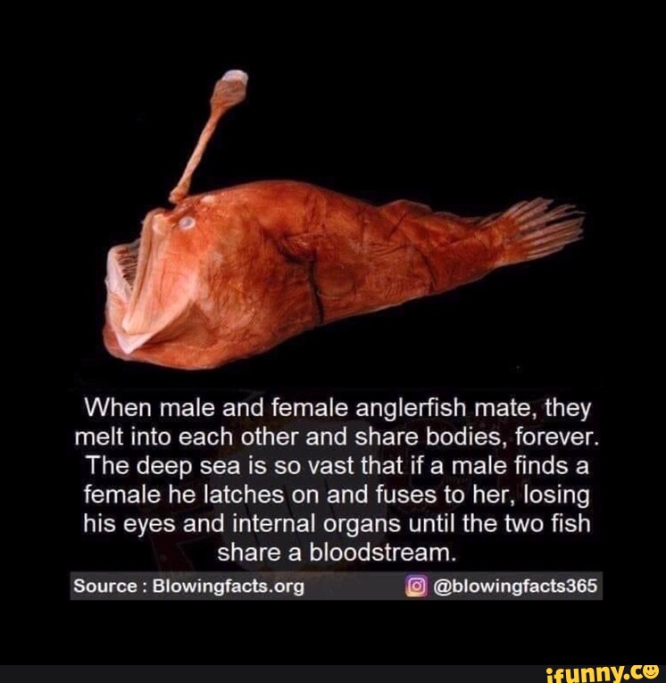 When Male And Female Anglerfish Mate They Melt Into Each Other And