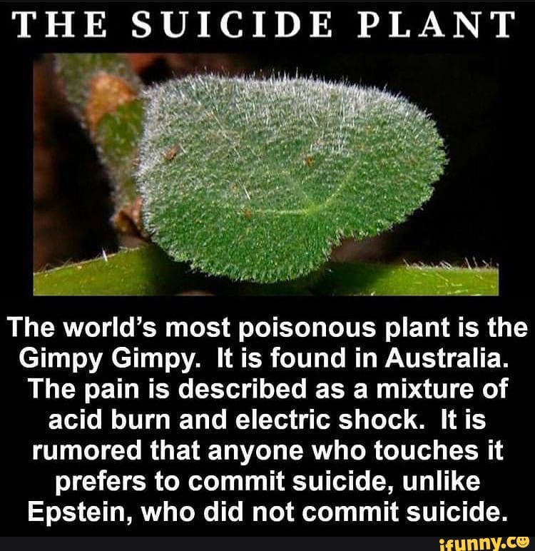 THE SUICIDE PLANT The World S Most Poisonous Plant Is The Gimpy Gimpy