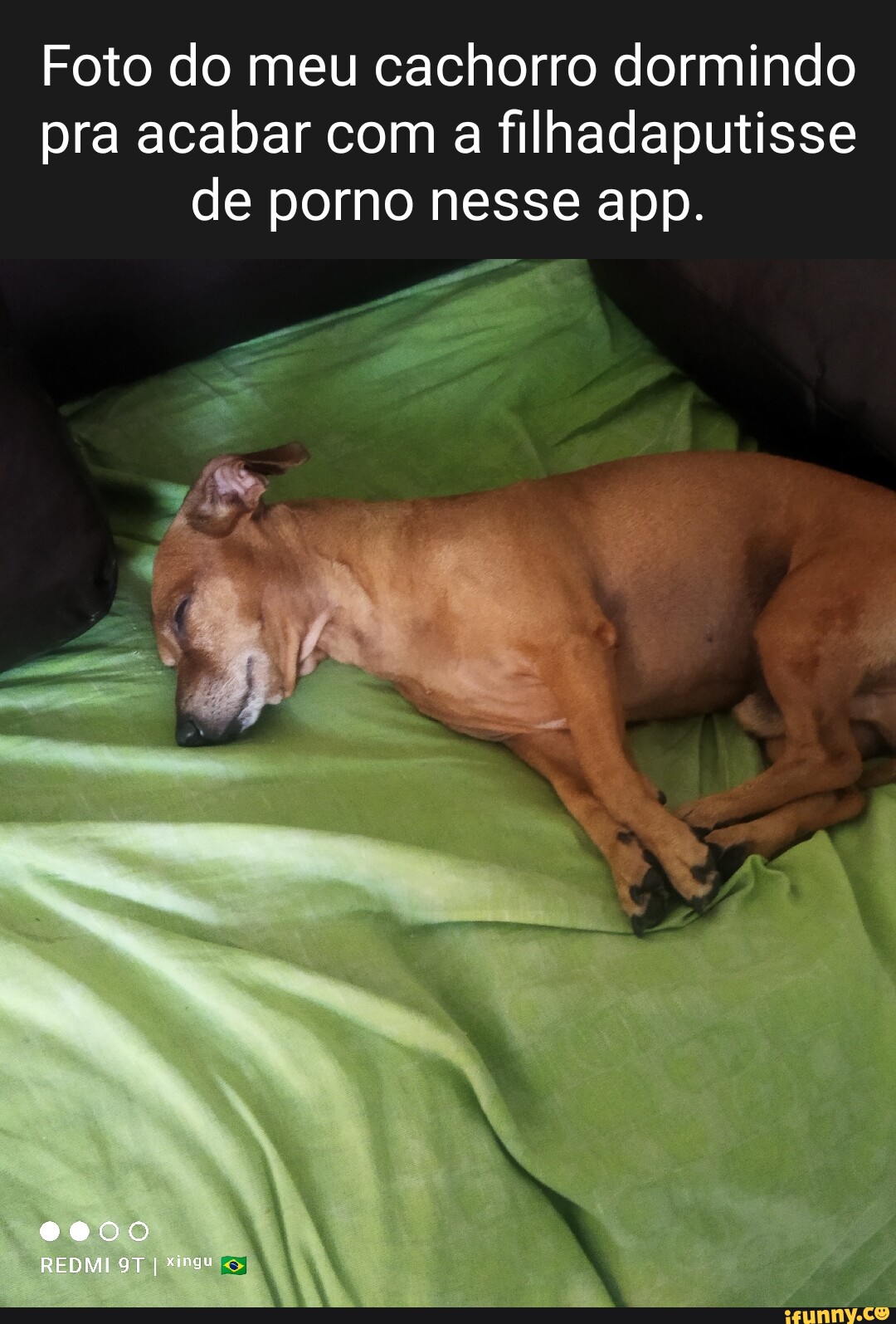 Foto do meu cachorro dormindo pra acabar com a filhadaputisse de porno  nesse app. 0000 REDMI I Xingu - iFunny Brazil