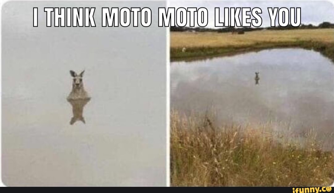 Motomoto memes. Best Collection of funny Motomoto pictures on iFunny Brazil