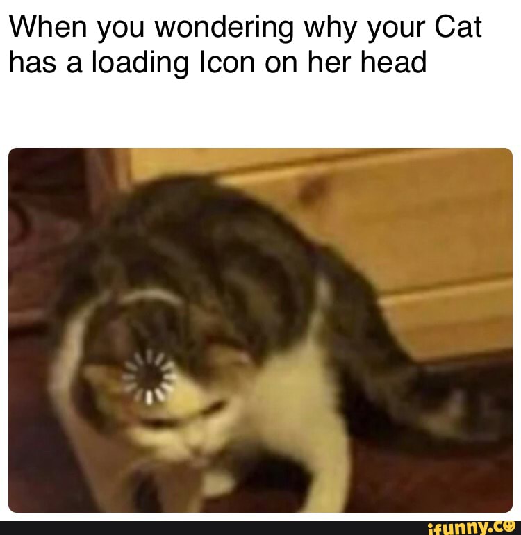 Loadnig cat meme, loading cat, meme cat, HD wallpaper