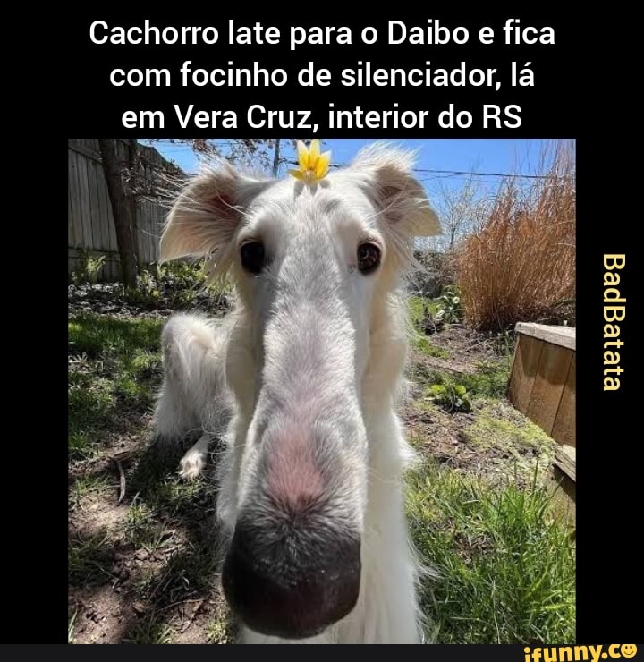 Quando eu estou morrendo na Fila do SUS e me lembro do meme do cachorro  Falando Intankavelo Bostil - iFunny Brazil