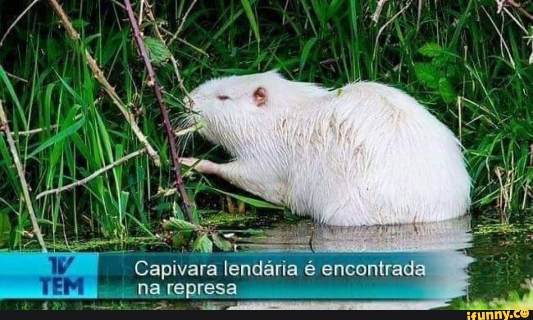 Capivara polar é vista hoje em Brasília! Frio meme