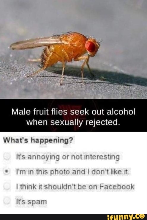 Fruit Flies Are Annoying!