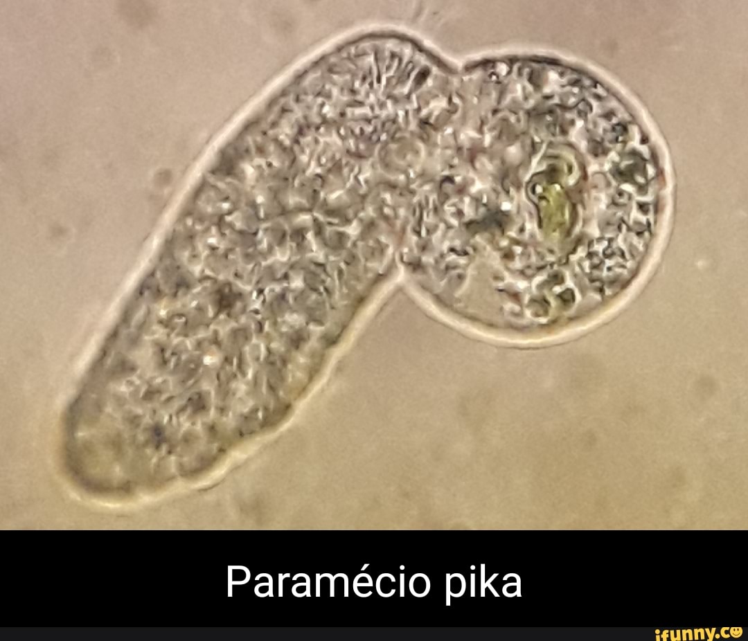 Paramecia memes. Best Collection of funny Paramecia pictures on iFunny