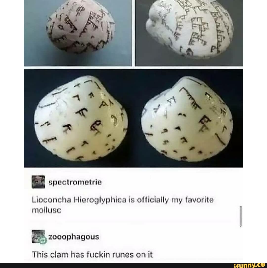 Lioconcha Hieroglyphica is officially my favorite molluse This clam has ...