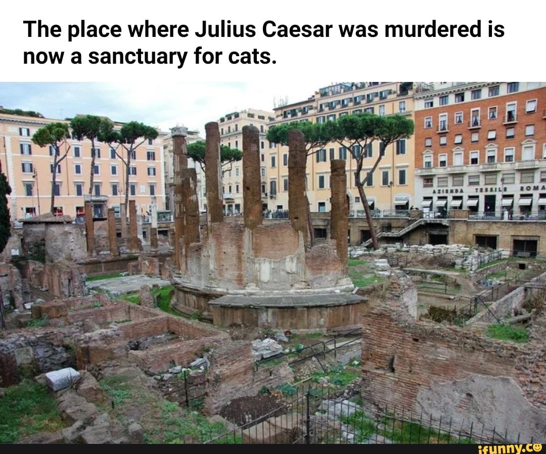 The place where Julius Caesar was murdered is now a sanctuary for cats ...