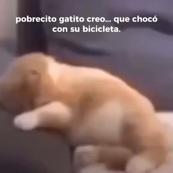 Ve prefere cão ou gata? SIM NÃO I - iFunny Brazil