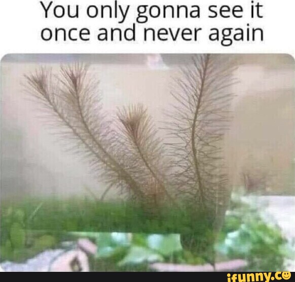 You only gonna see It once and never again - iFunny Brazil
