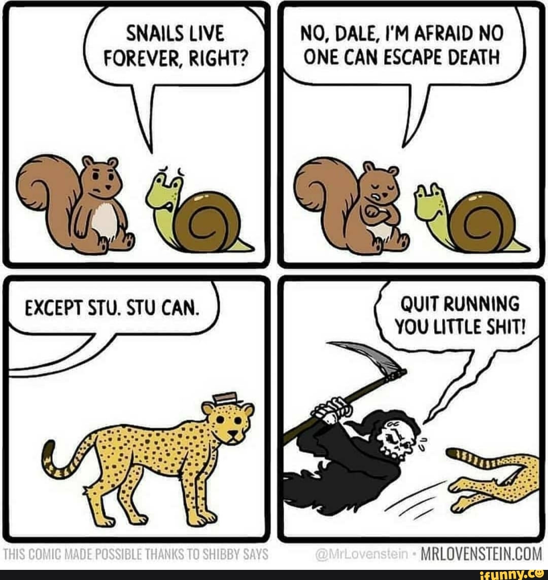 Shibby memes. Best Collection of funny Shibby pictures on iFunny Brazil