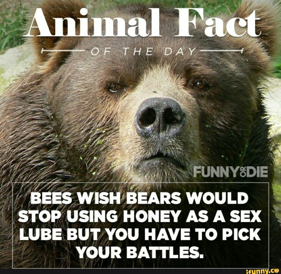 Animal Fact OF FRE FUNNY2DIE BEES WISH BEARS WOULD STOP USING HONEY AS A SEX  LUBE BUT YOU HAVE TO PICK YOUR BATTLES. - iFunny Brazil