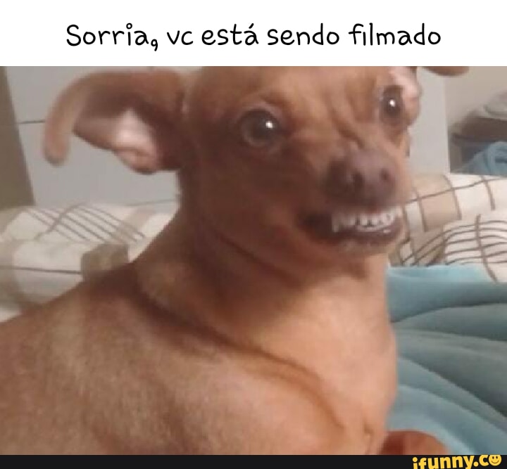 Soroka memes. Best Collection of funny Soroka pictures on iFunny Brazil