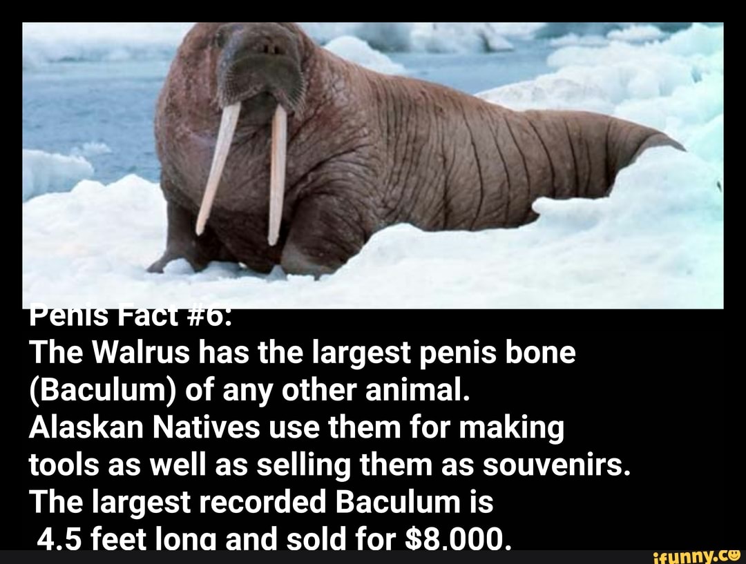 The Walrus has the largest penis bone (Baculum) of any other animal.  Alaskan Natives use them