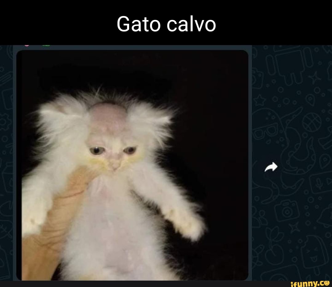 Gato calvo passou a call kkkkkkkkkkkkkkkkkkkkk - Meme by