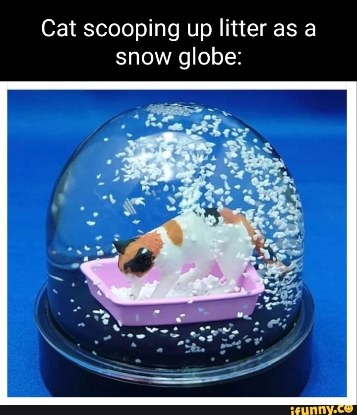 Cat scooping up litter as a snow globe iFunny Brazil