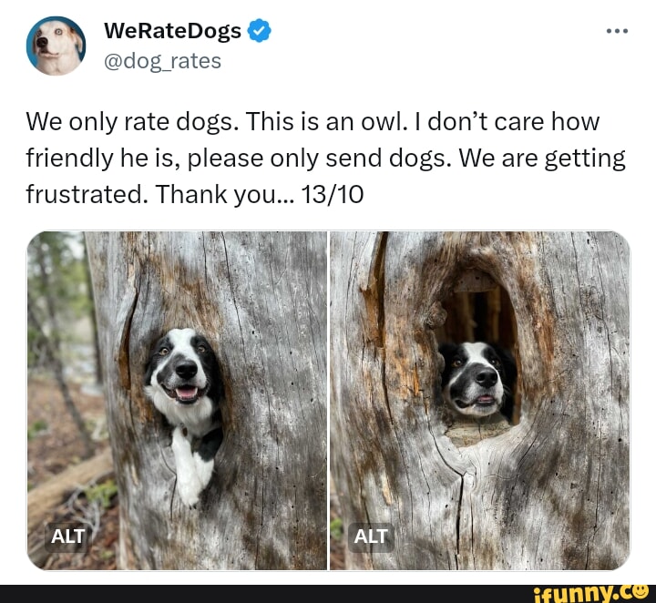 We best sale rate dog