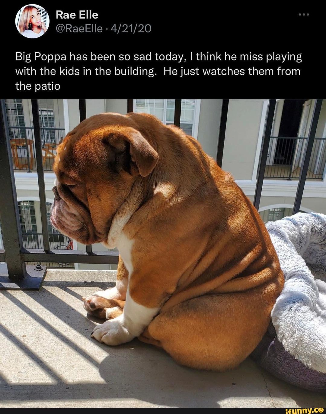 Big Poppa has been so sad today, I think he miss playing with the kids in  the building. He just watches them from the patio - iFunny Brazil