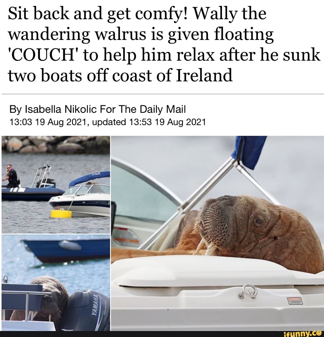 Sit Back And Get Comfy! Wally The Wandering Walrus Is Given Floating ...