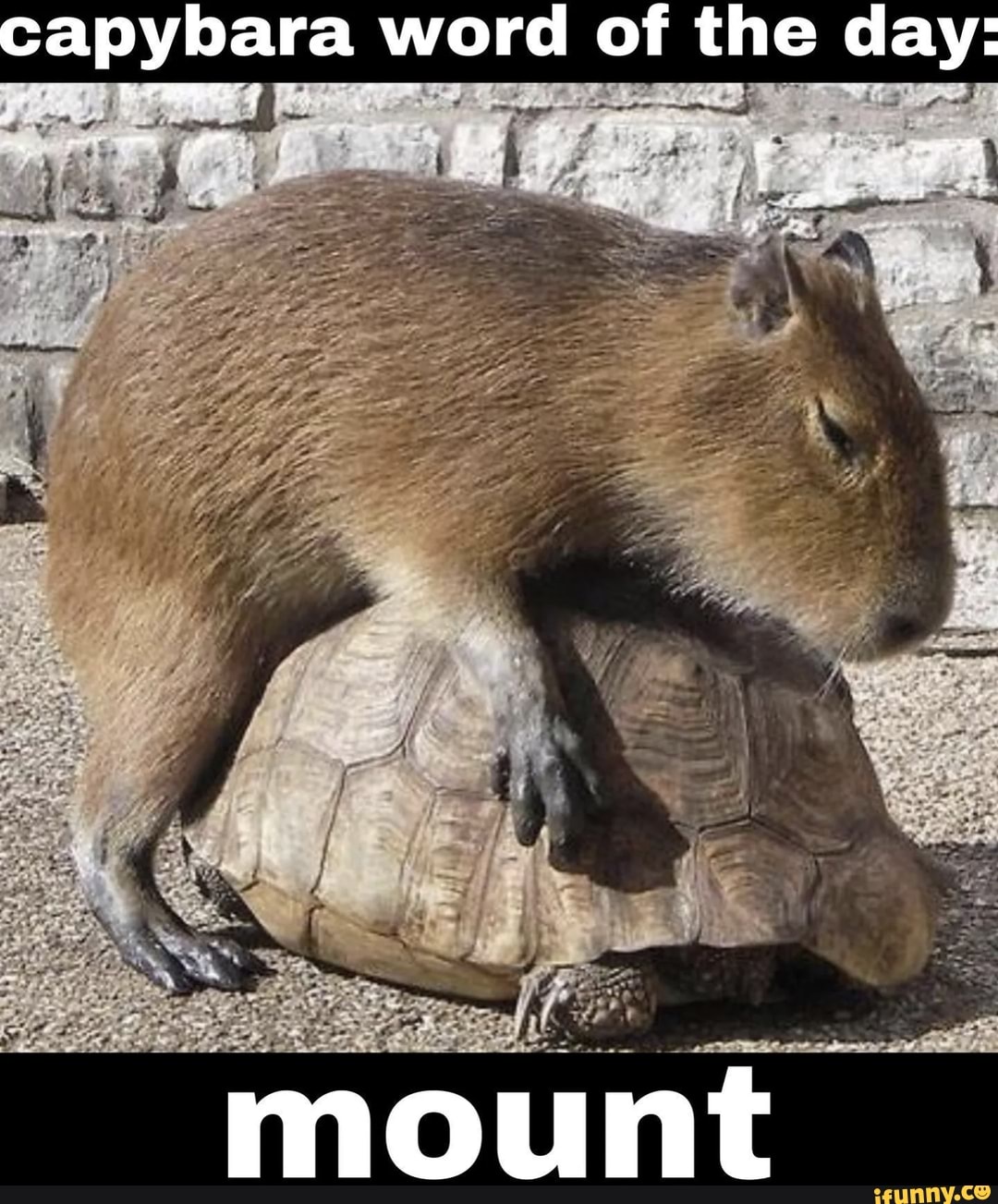 Necessário Comunidade de Minecraft Gcomu.. : necessário. CAPYBARA MAN  GCAPYBAR - minecraft capybara ORi - iFunny Brazil