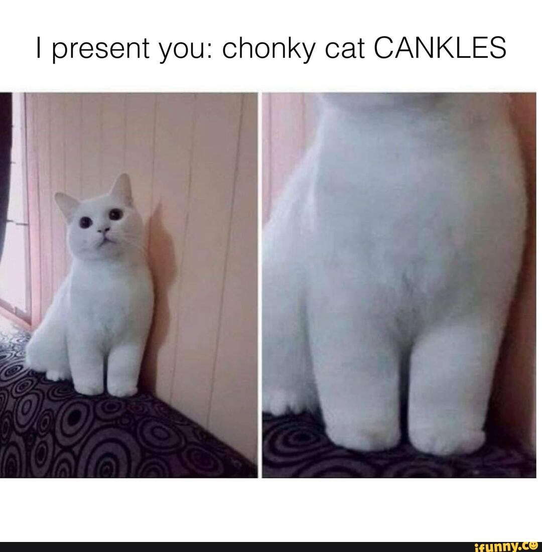 Random cat meme photo dump