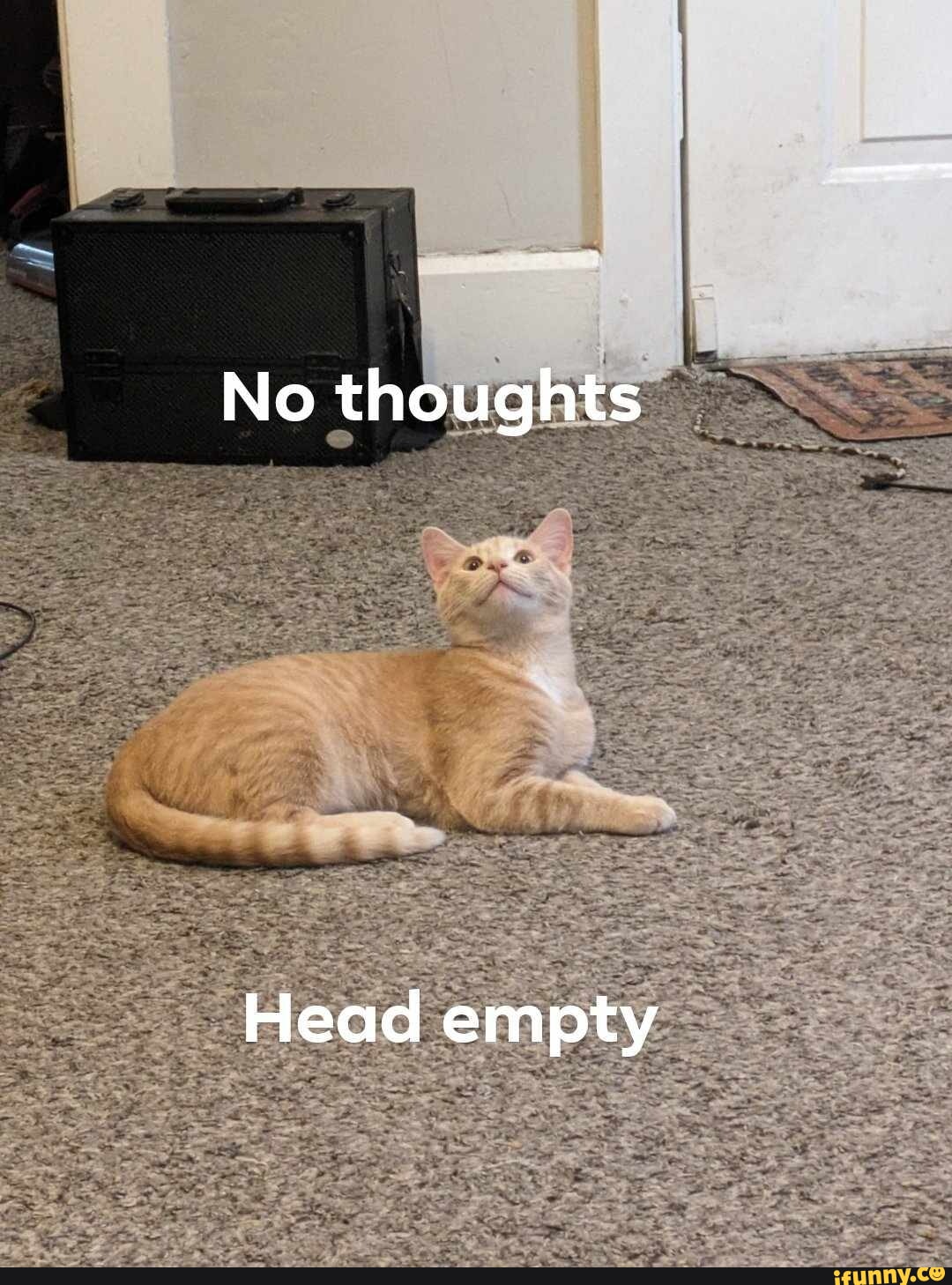 cat with no head