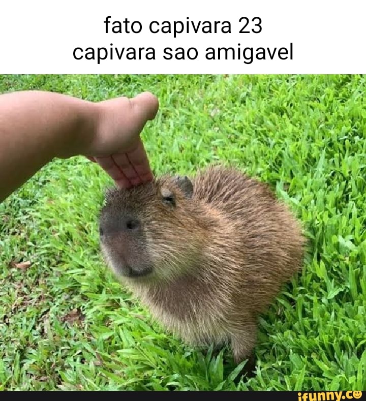 Fato capivara 21 capivara são agiota - iFunny Brazil