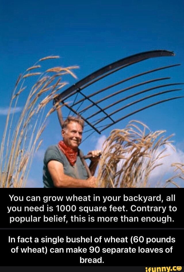 You can grow wheat in your backyard, all you need is 1000 square feet. Contrary to popular