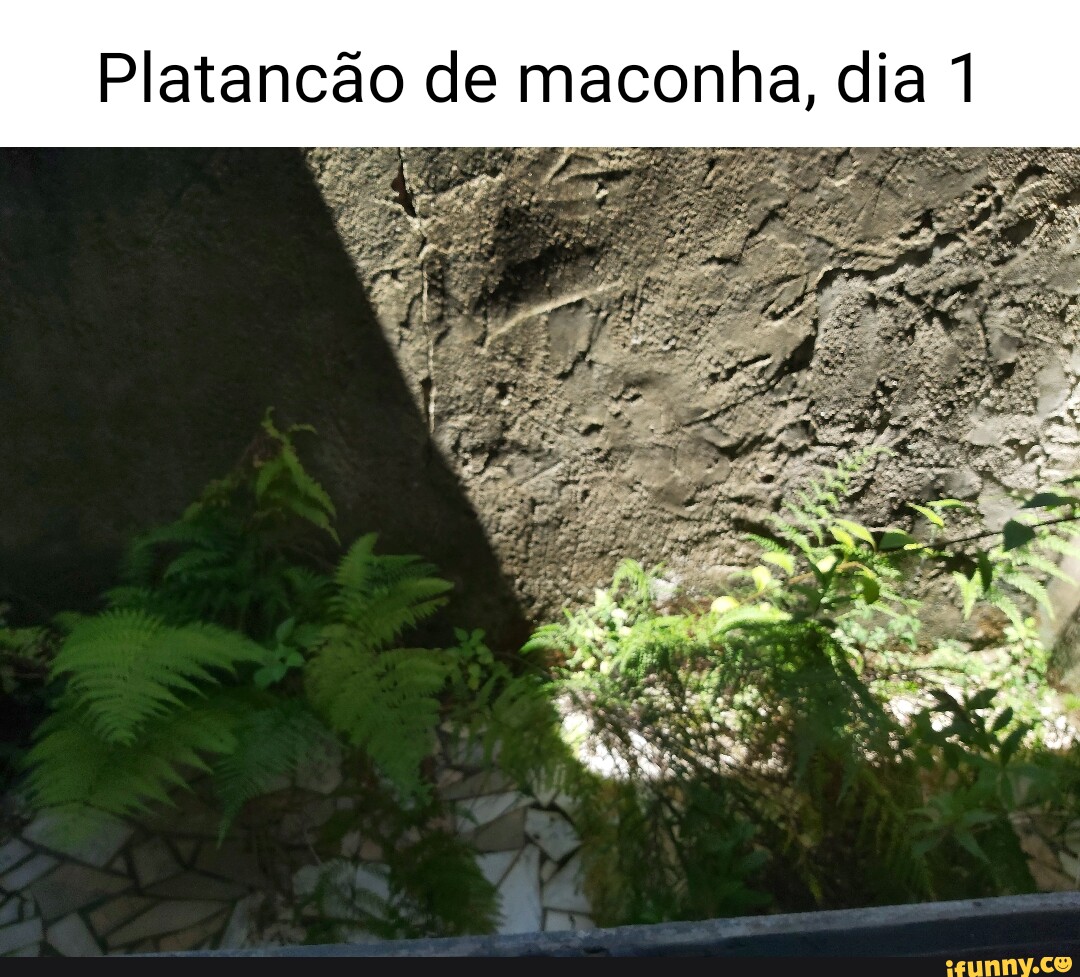 Minha plantação no mine ds - iFunny Brazil