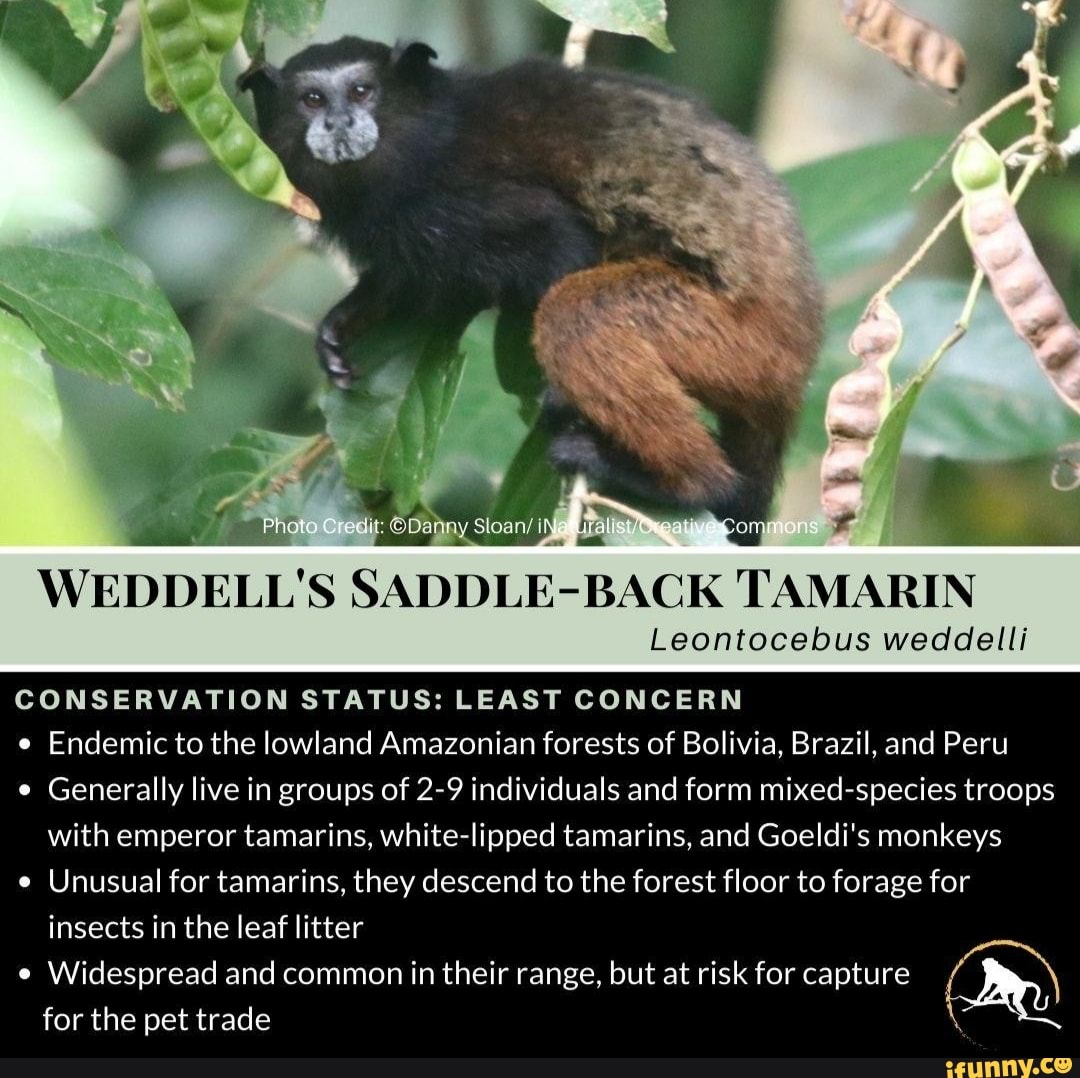 WEDDELL S SADDLE- -BACK TAMARIN Leontocebus weddelli CONSERVATION ...