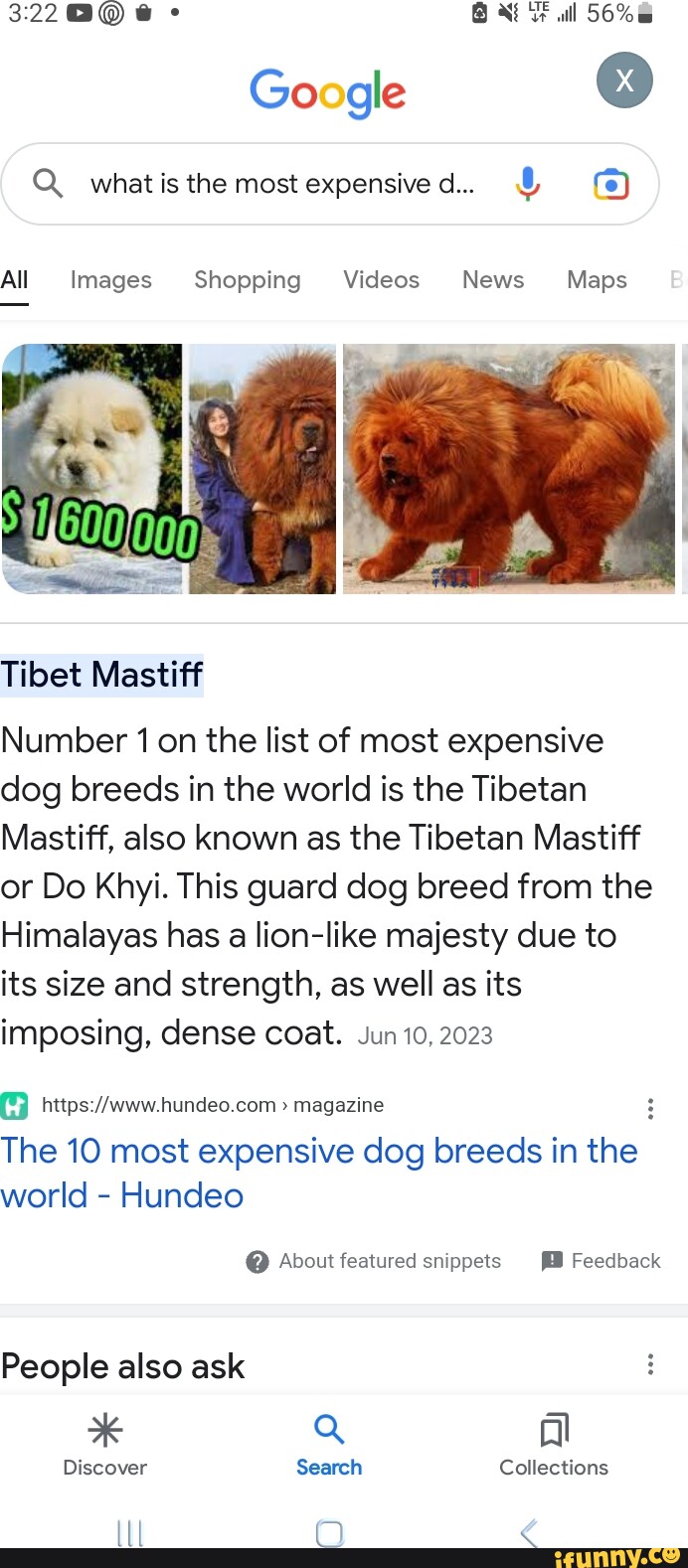 Google best sale tibetan mastiff