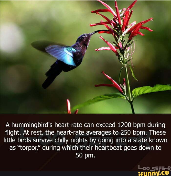 Hummingbirds memes. Best Collection of funny Hummingbirds pictures on