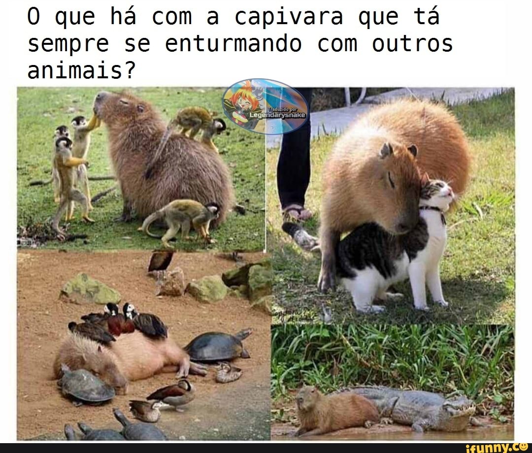 Capivara meme roblox em 2023  Fotos de capivara, Capivara, Capivaras