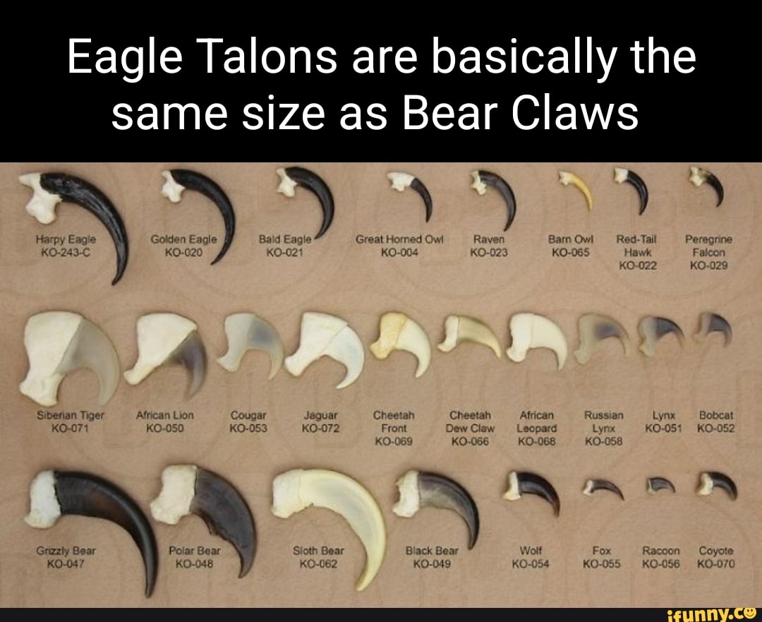 Eagle Talons are basically the same size as Bear Claws Harpy Eagie Bald Ea  Bam Owl 