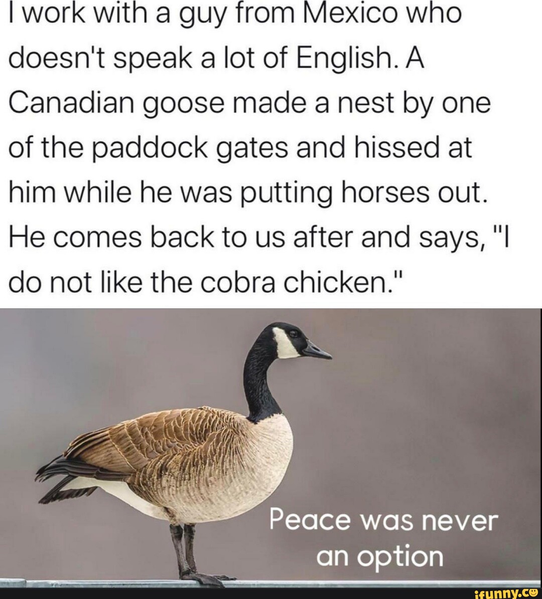 Goose memes. Best Collection of funny Goose pictures on iFunny Brazil