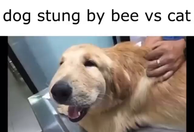 CapCut_dog stung by bee