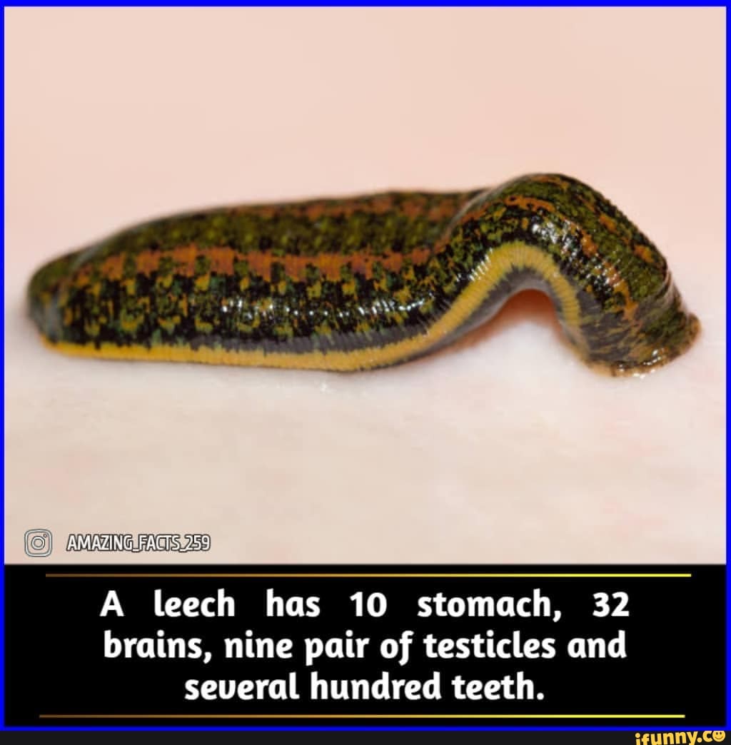 bioroll_labs - Did you know ❓ A leech has 10 stomach, 32 brain, 9pairs of  testicles and several 100 teeth #leech #animal #didyouknow #animalfacts  #facts #instagood #instagramart #amazingfacts #biologymajor  #biotechnologystudent #insta