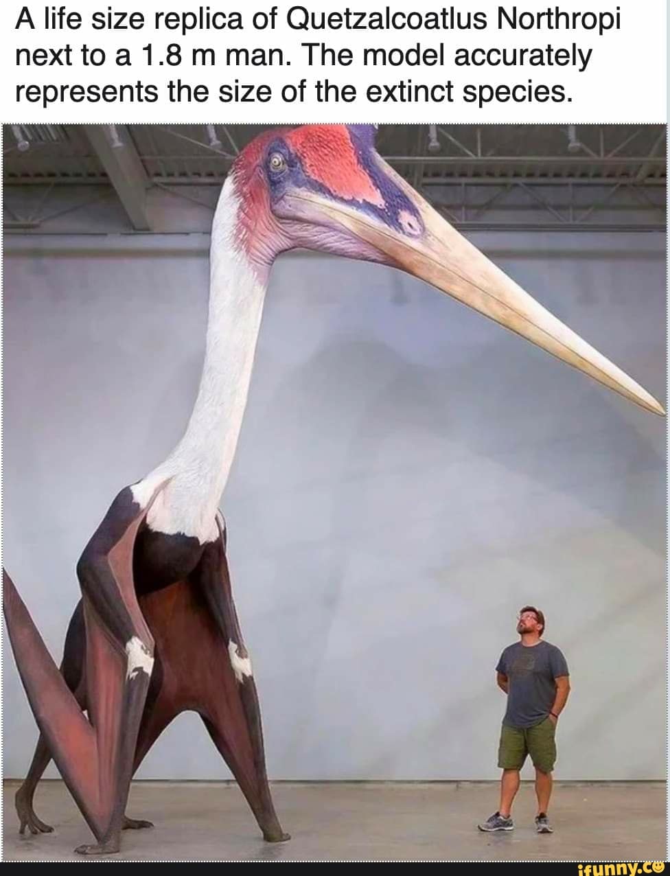 Quetzalcoatlus Size Comparison