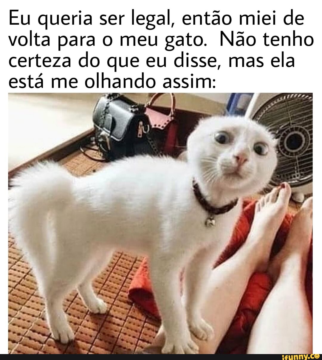 JOGO DO GATO - iFunny Brazil