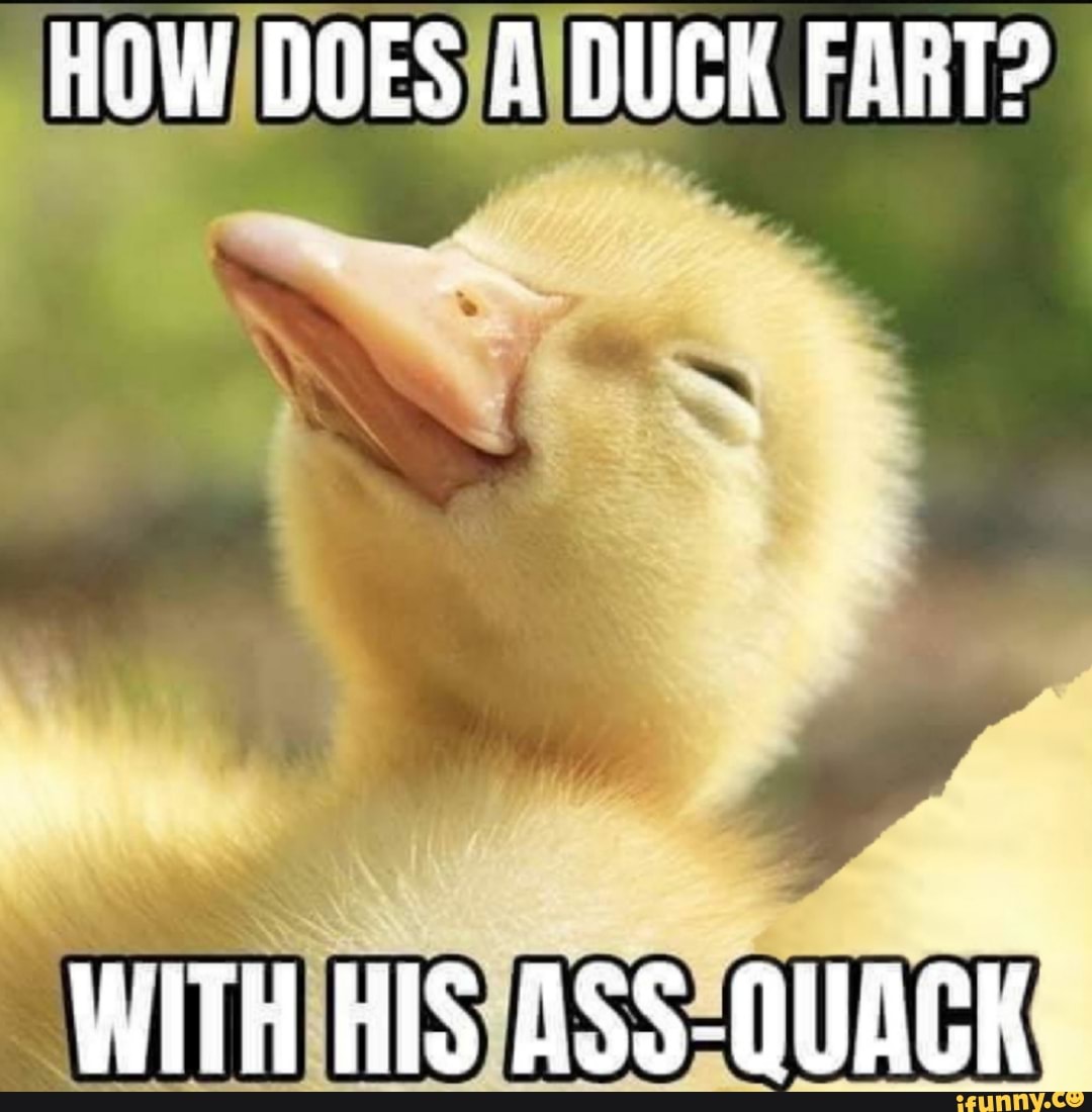 HOW DOES A DUGK FART? WITH HIS ASS-QUACK, - iFunny Brazil