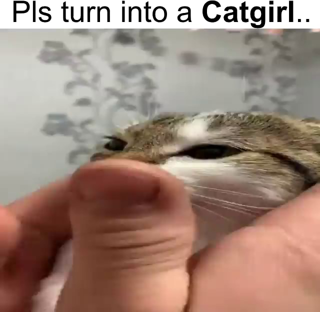 Cat_girl memes. Best Collection of funny Cat_girl pictures on iFunny Brazil