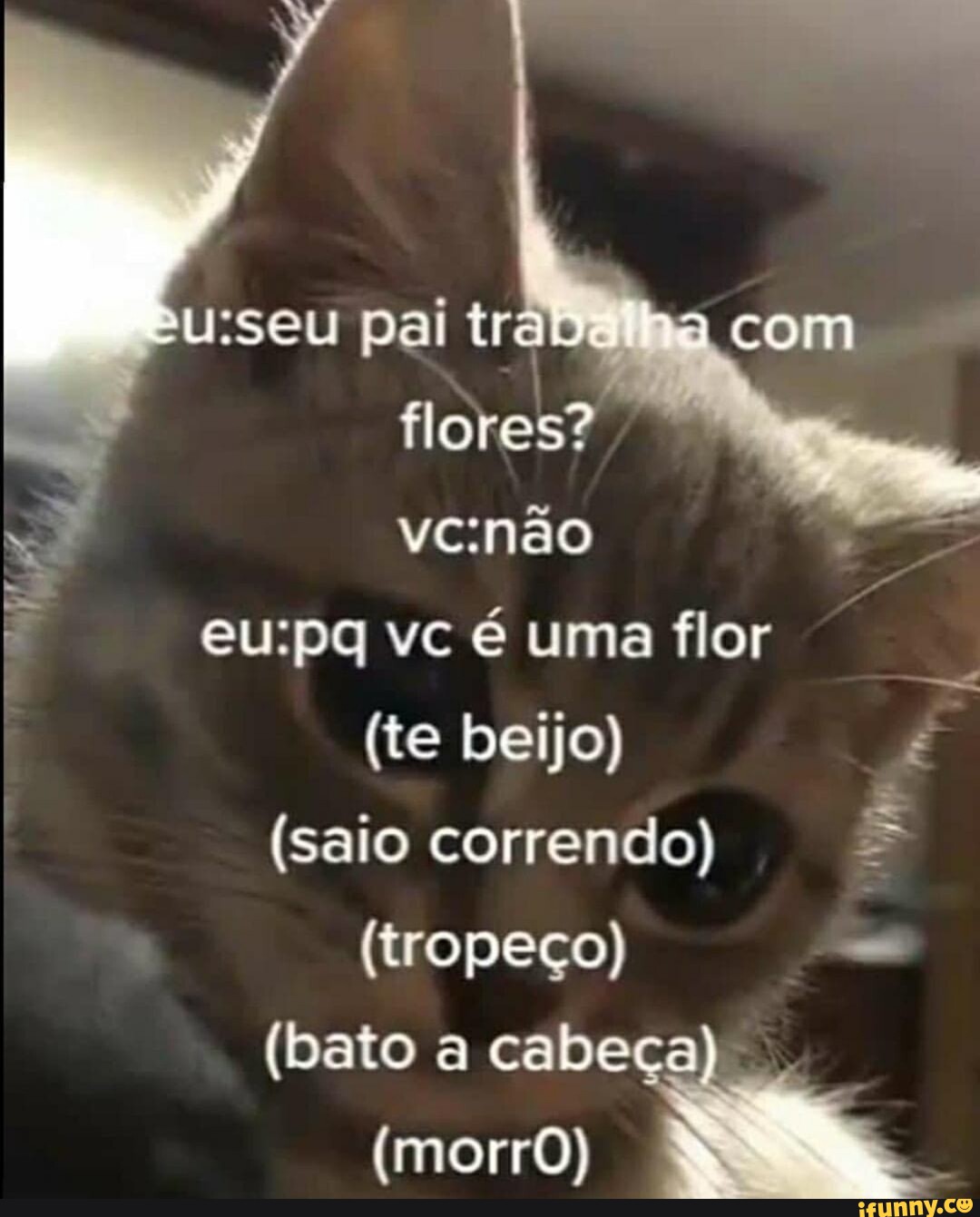 Beljo memes. Best Collection of funny Beljo pictures on iFunny Brazil