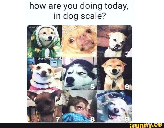 How are you doing today, in dog scale? - iFunny Brazil