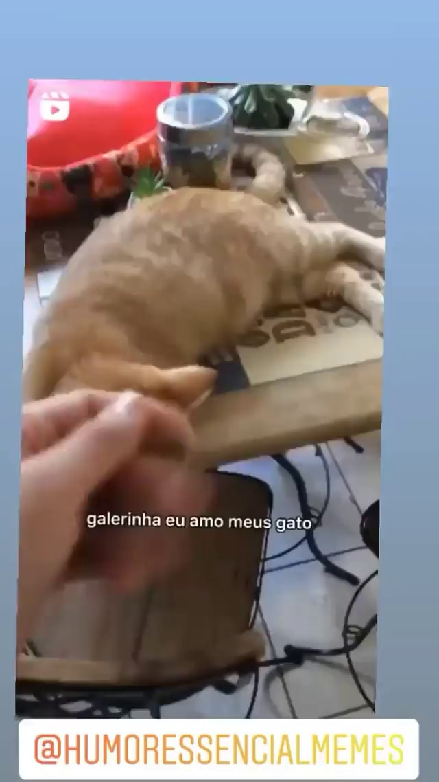 Minha gata não quis mais jogar o joguinho de gato do capeta - iFunny Brazil