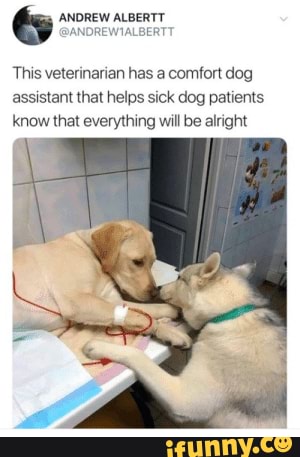 A Few Wholesome Memes - This veterinarian has a comfort dog assistant ...