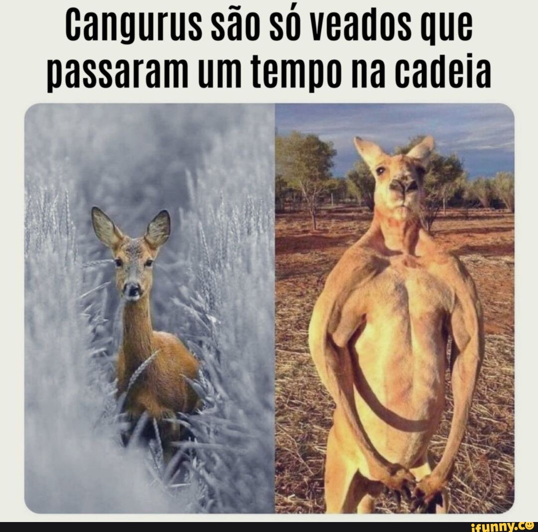 Os meme gamers. cangur de canguru vitaminado - iFunny Brazil