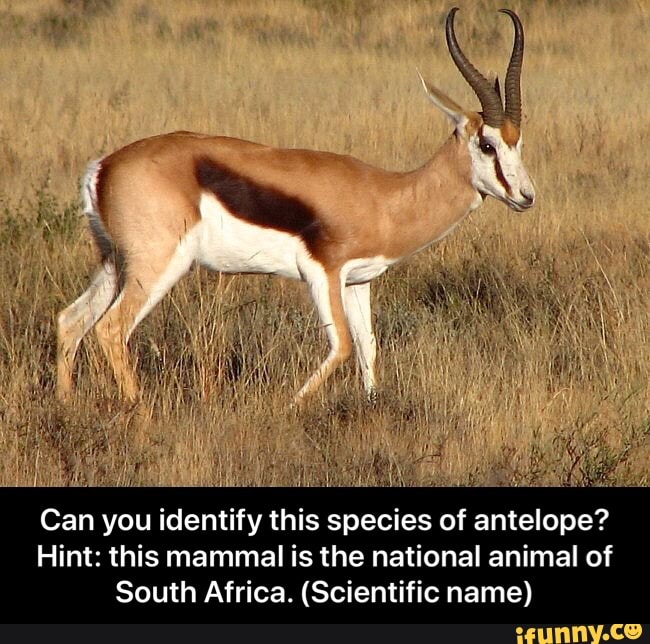 south african national animals